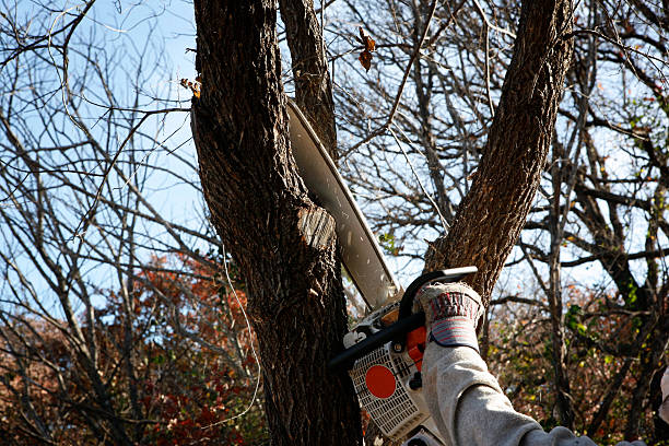 Best Tree Removal  in Pittsboro, NC